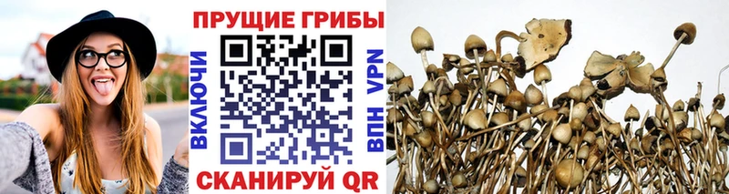 закладка  Михайловка  Галлюциногенные грибы GOLDEN TEACHER 